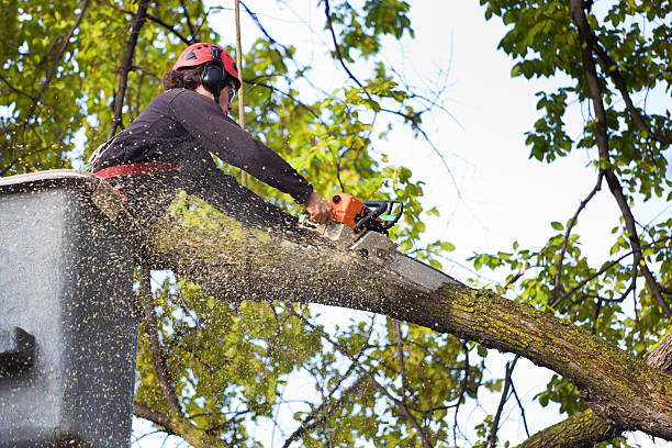 Trusted New Carrollton, MD Tree Service Experts